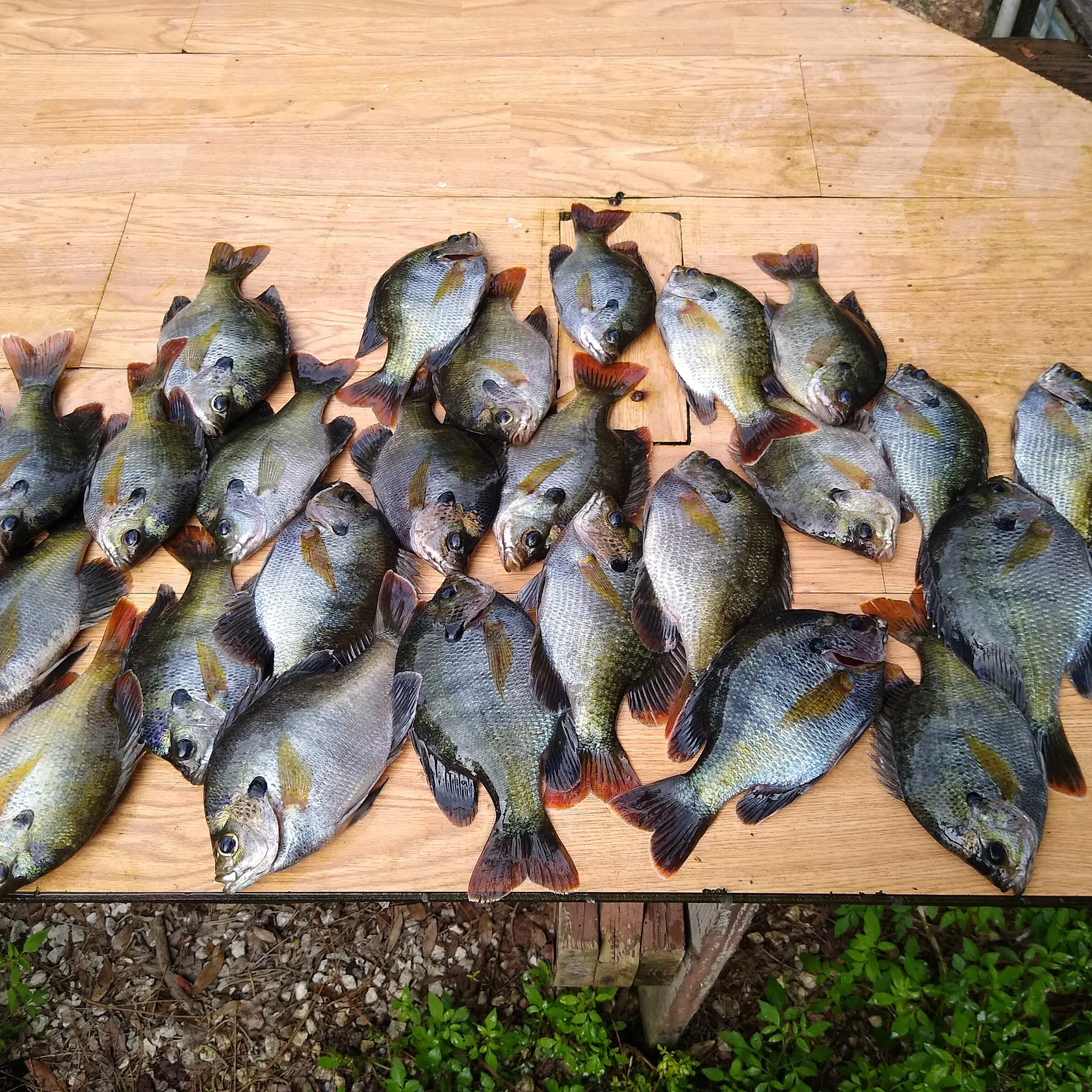 recently logged catches