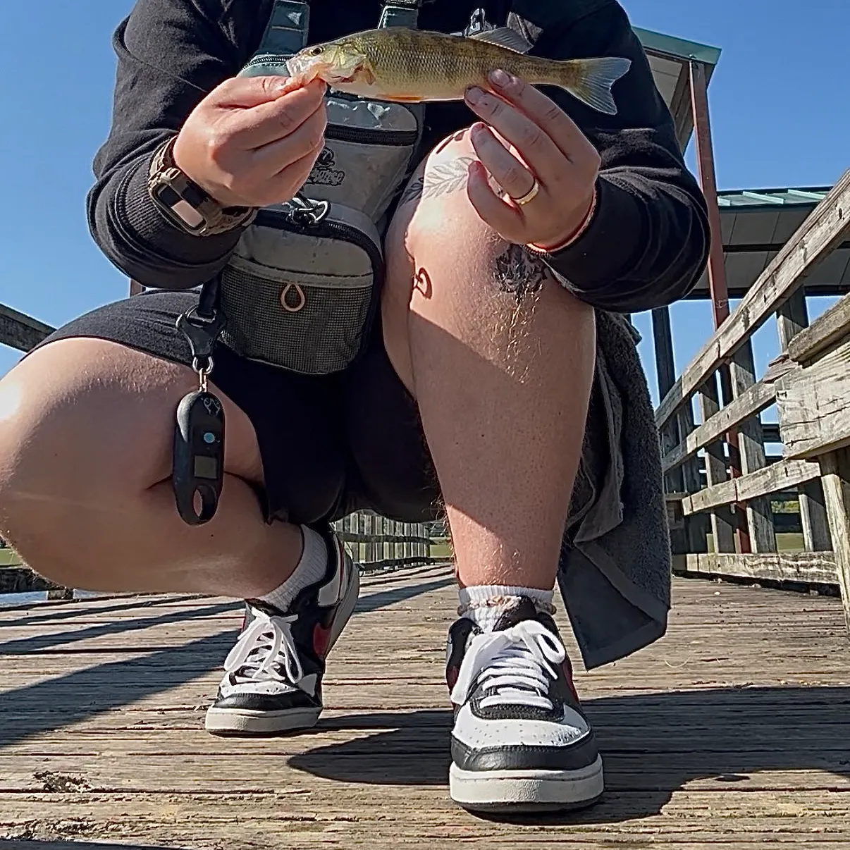 Yellow perch caught on Fishbrain