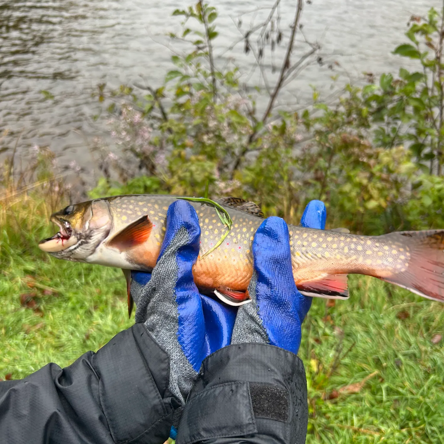 Brook trout caught on Fishbrain