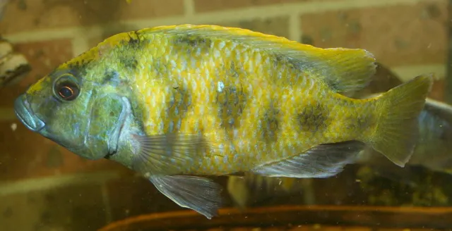 Giraffe cichlid