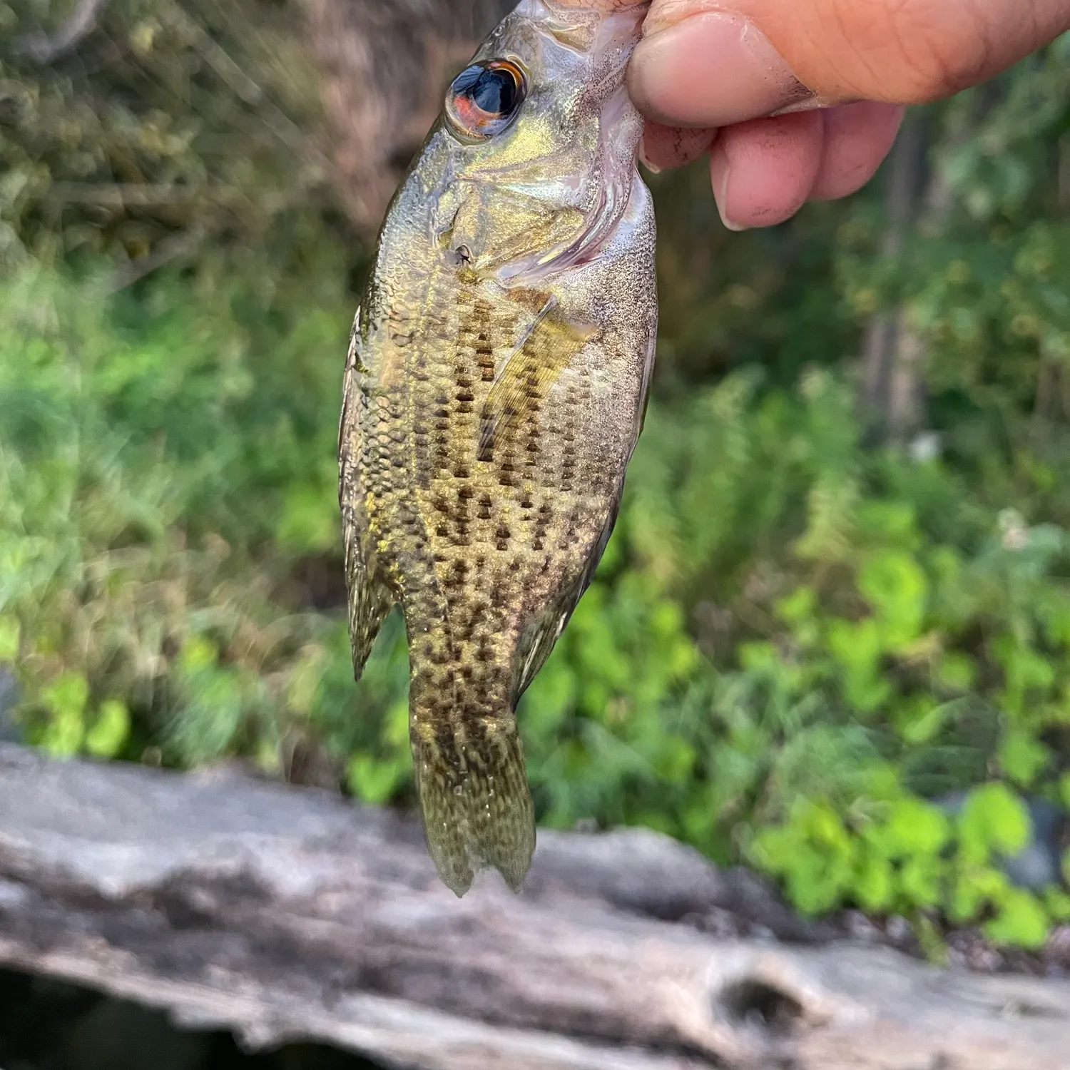 Rock bass caught on Fishbrain