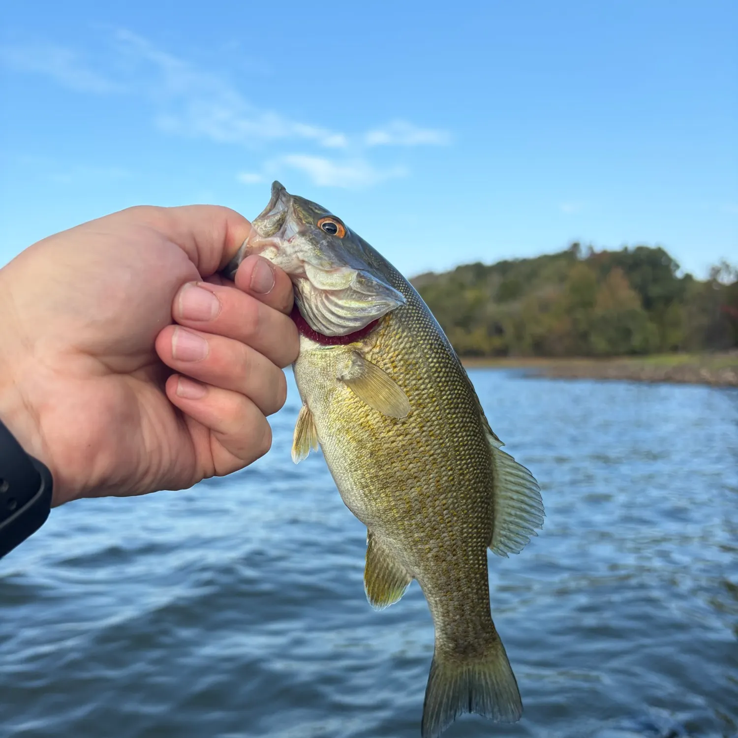 Smallmouth bass caught on Fishbrain