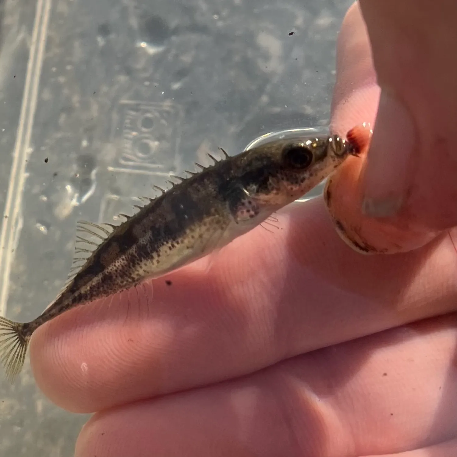 The most popular recent Ninespine stickleback catch on Fishbrain