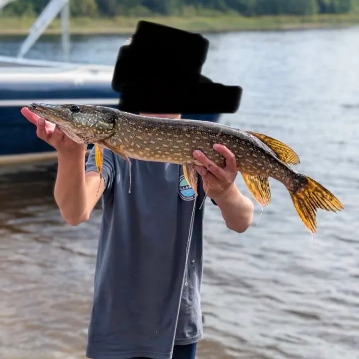 Northern pike caught on Fishbrain