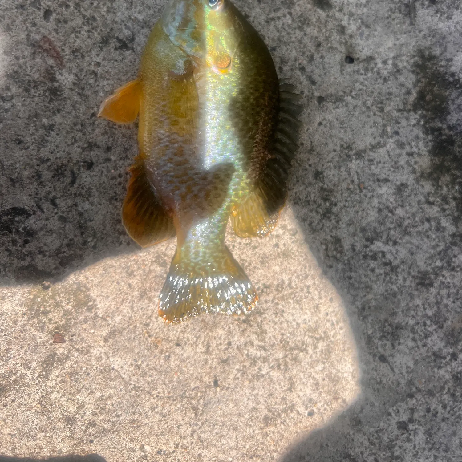 Pumpkinseed caught on Fishbrain
