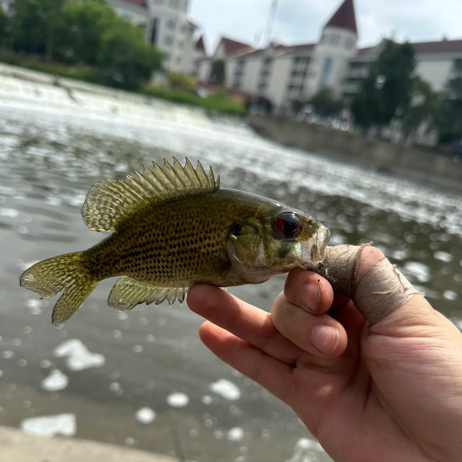 catch