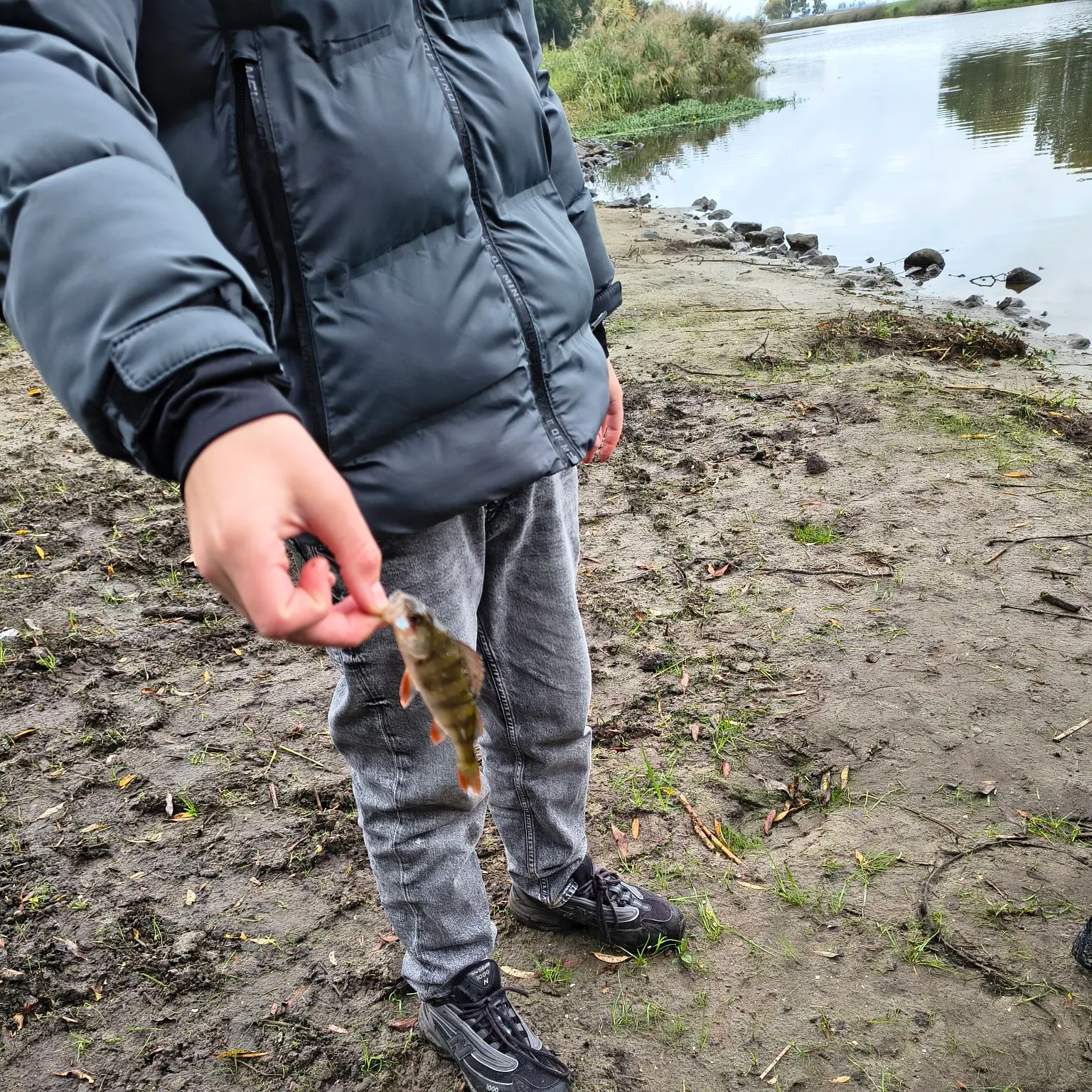 European perch caught on Fishbrain