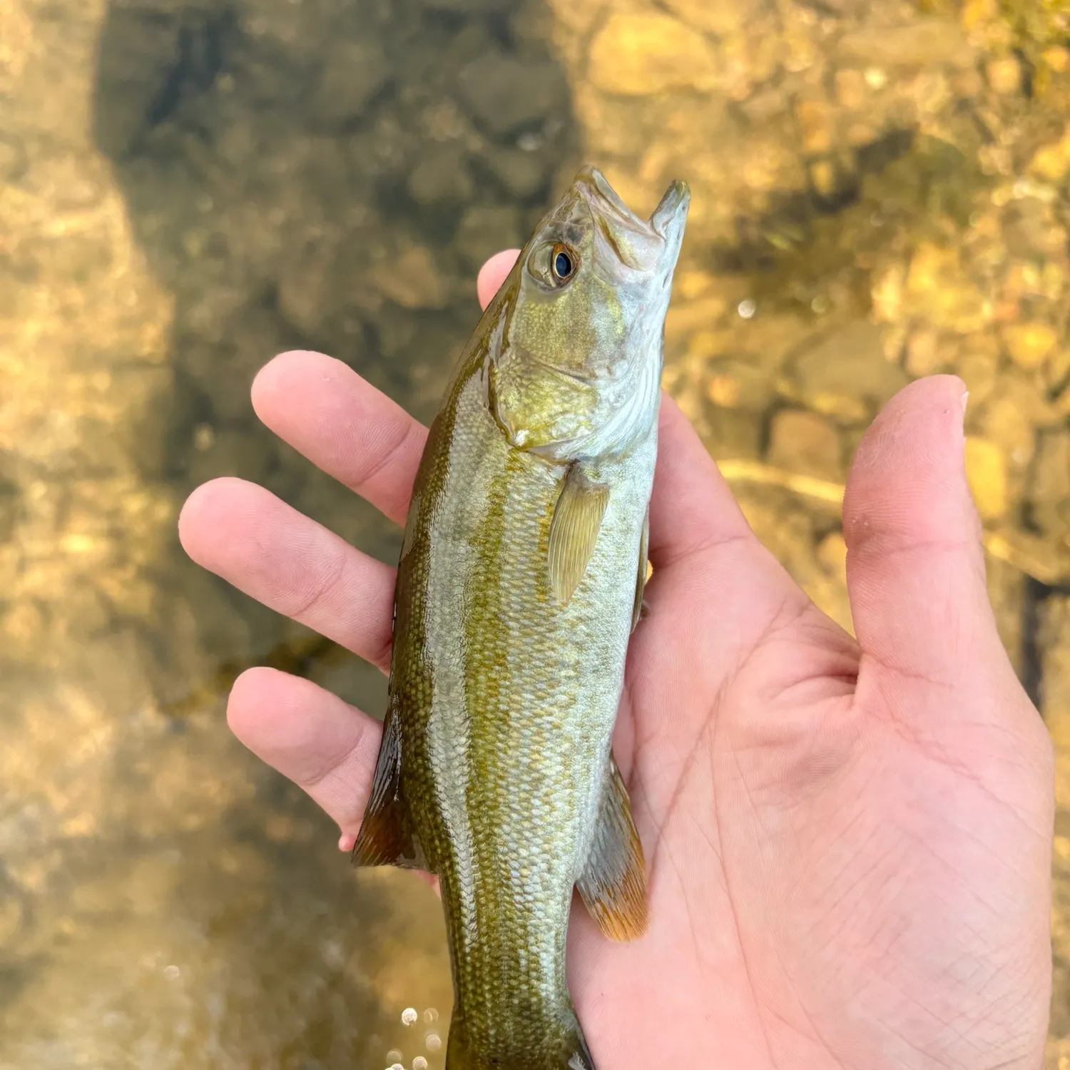 Smallmouth bass caught on Fishbrain