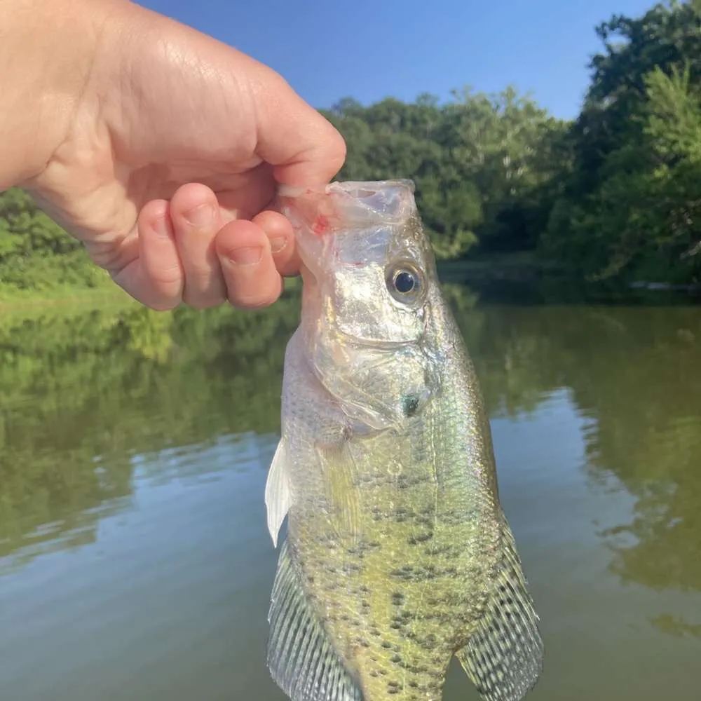 most liked catch image