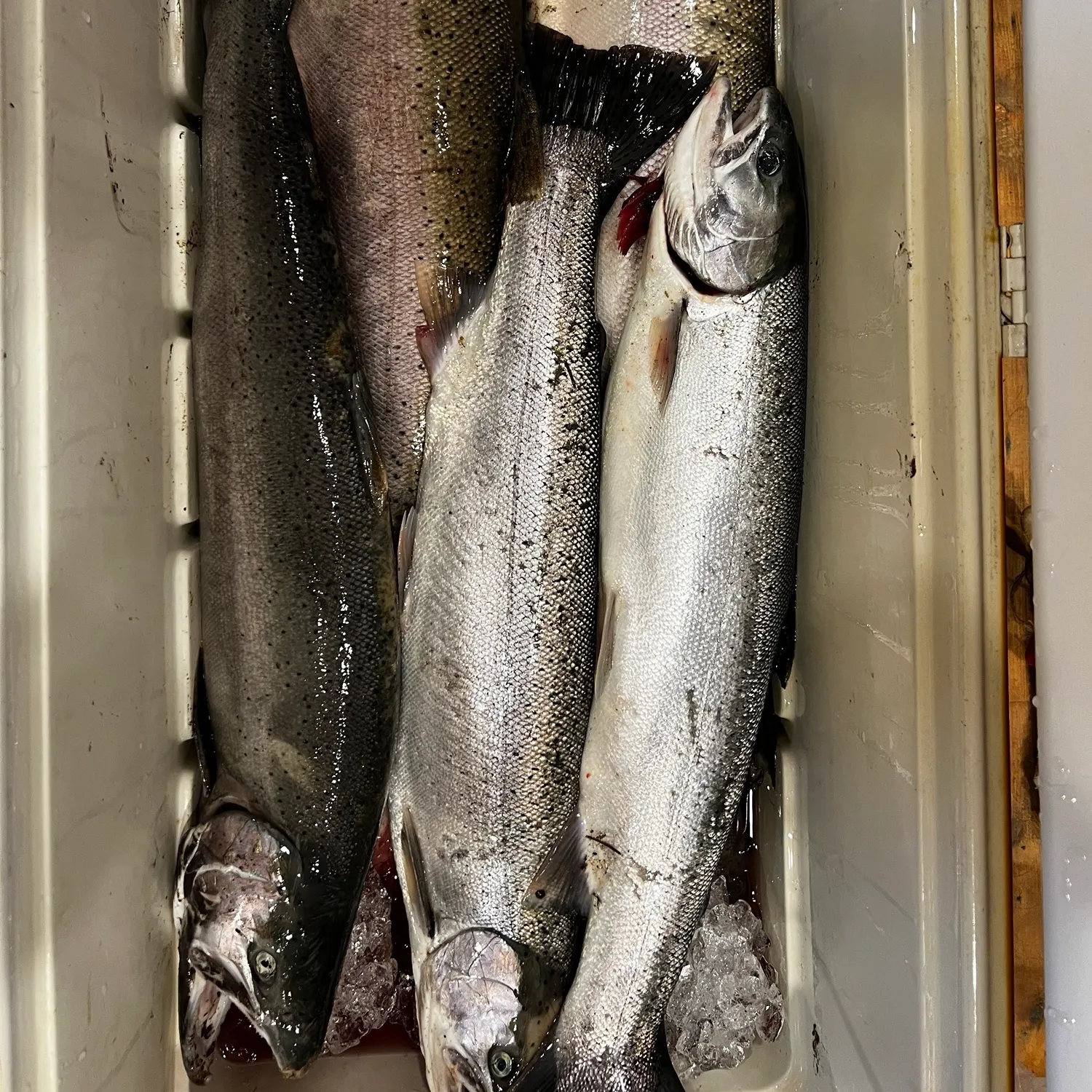 The most recent Steelhead catches on Fishbrain