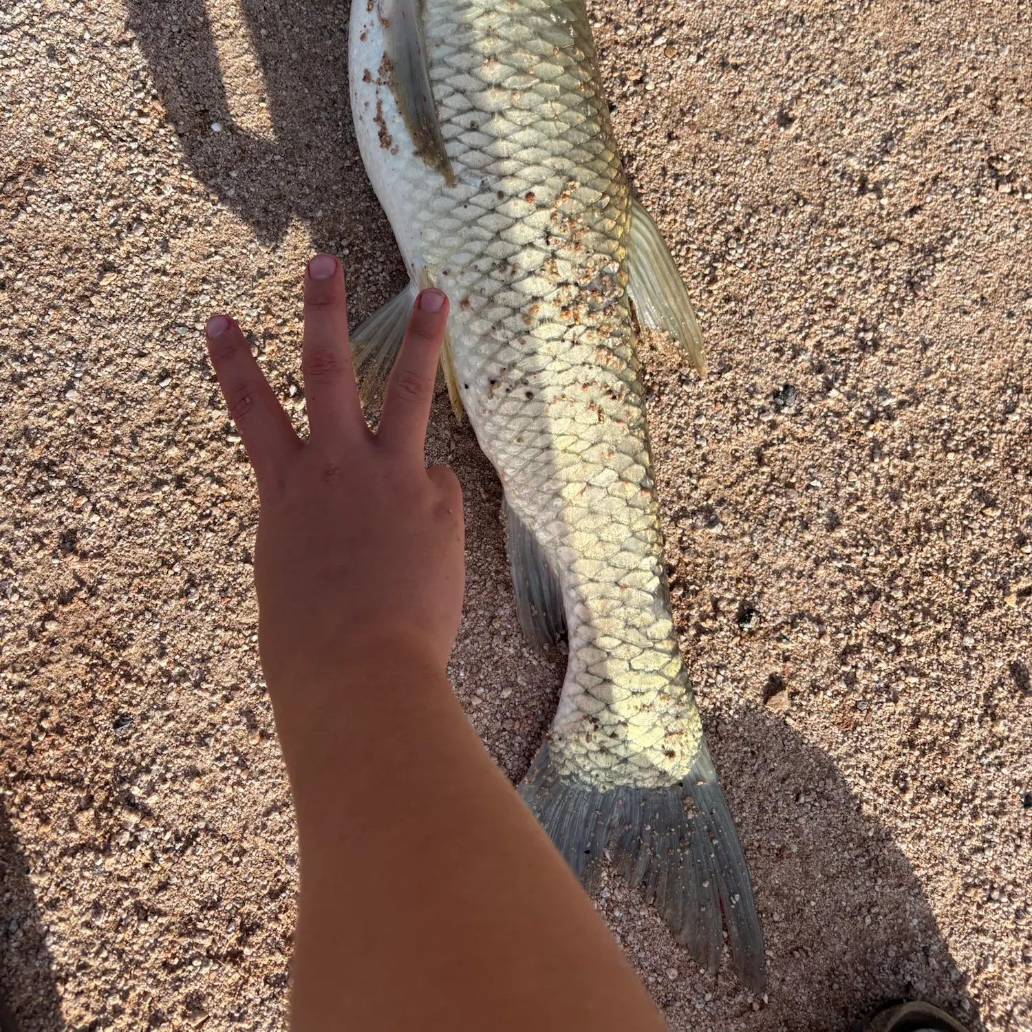 Grass carp caught on Fishbrain