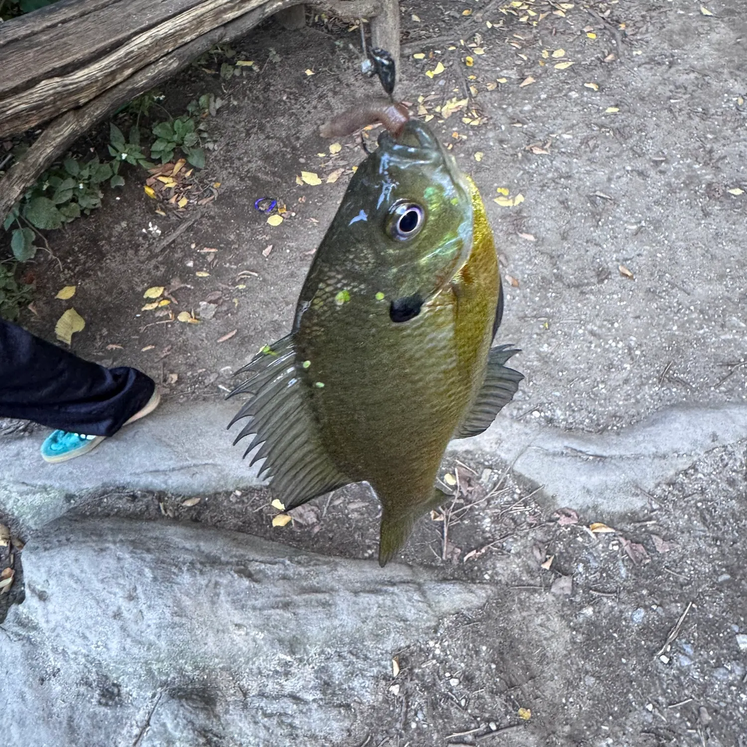 Fish caught on Fishbrain