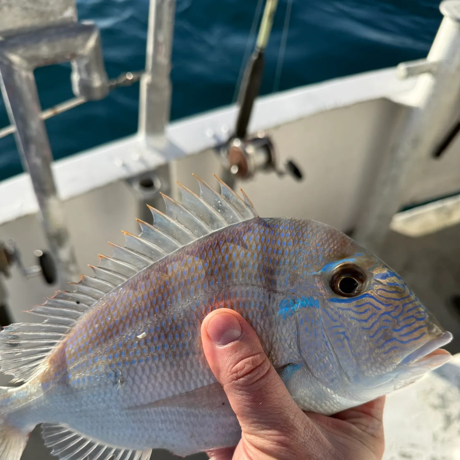 The most recent Littlehead Porgy catches on Fishbrain
