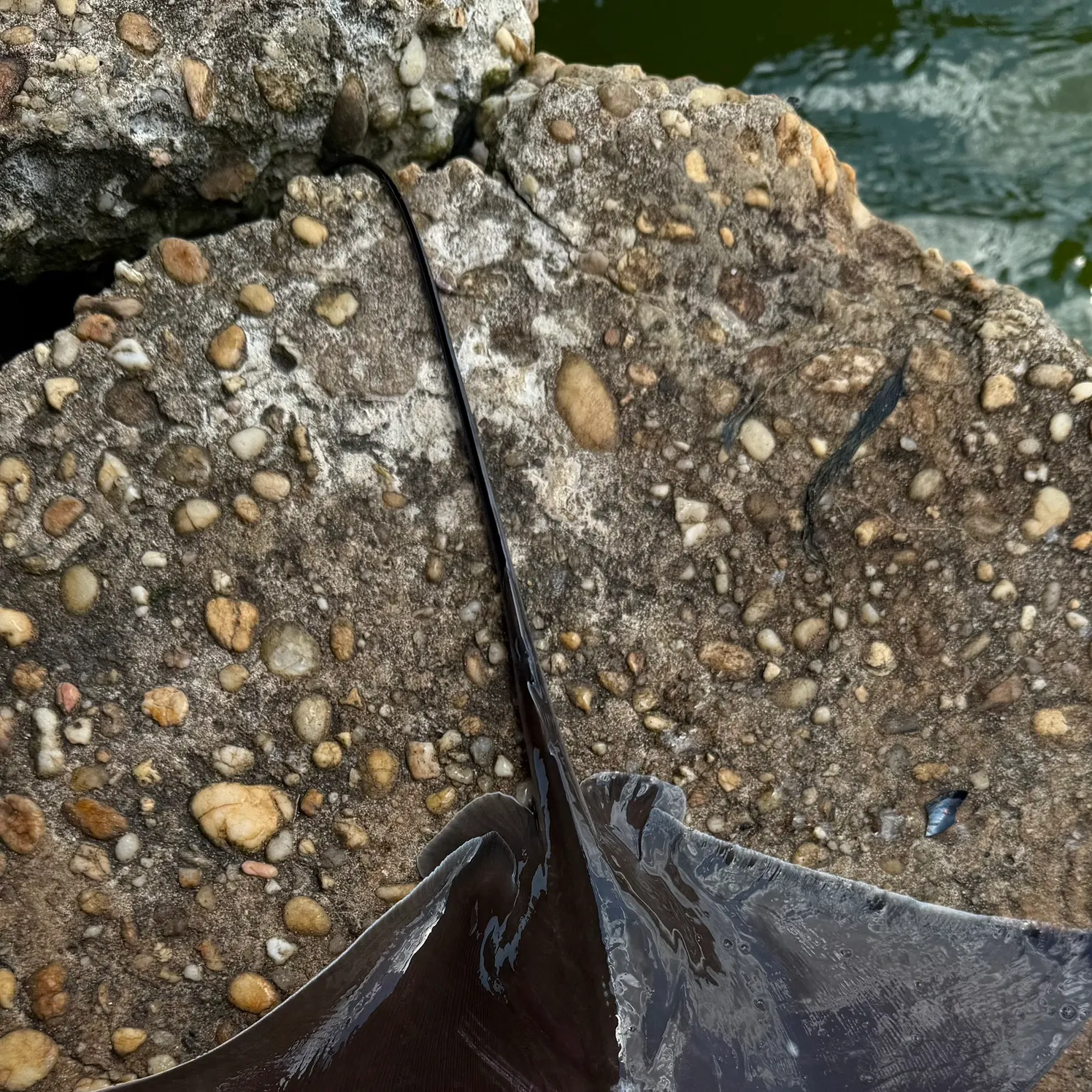 The most recent Bullnose eagle ray catches on Fishbrain