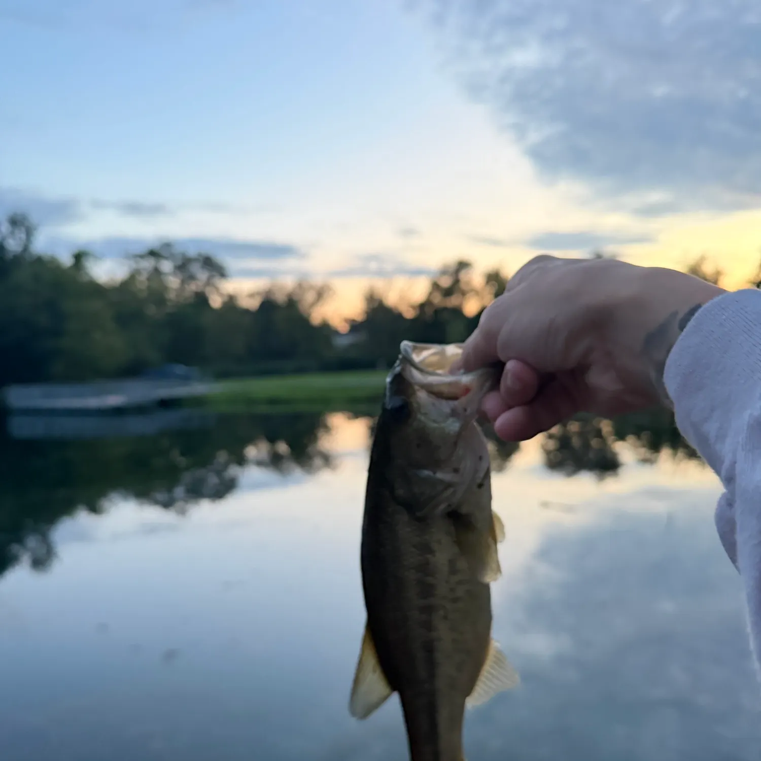Largemouth bass caught on Fishbrain