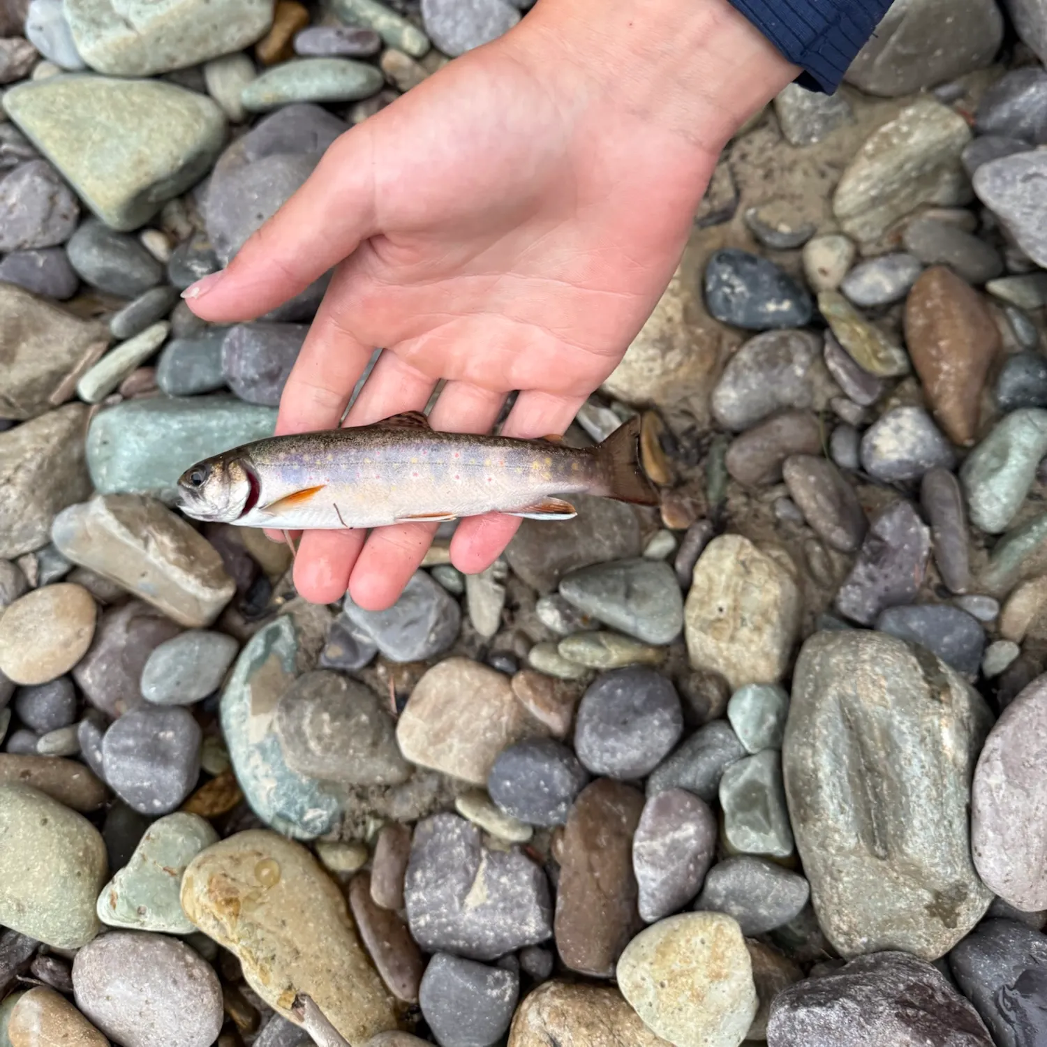 Brook trout caught on Fishbrain