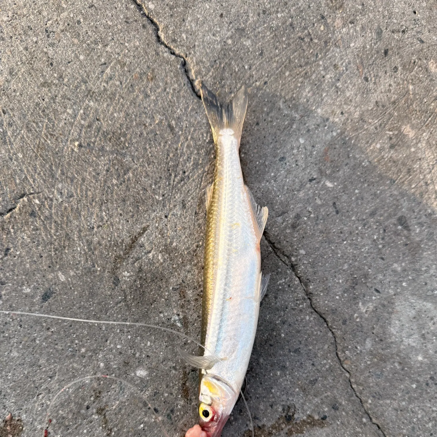 The most recent Topsmelt silverside catches on Fishbrain