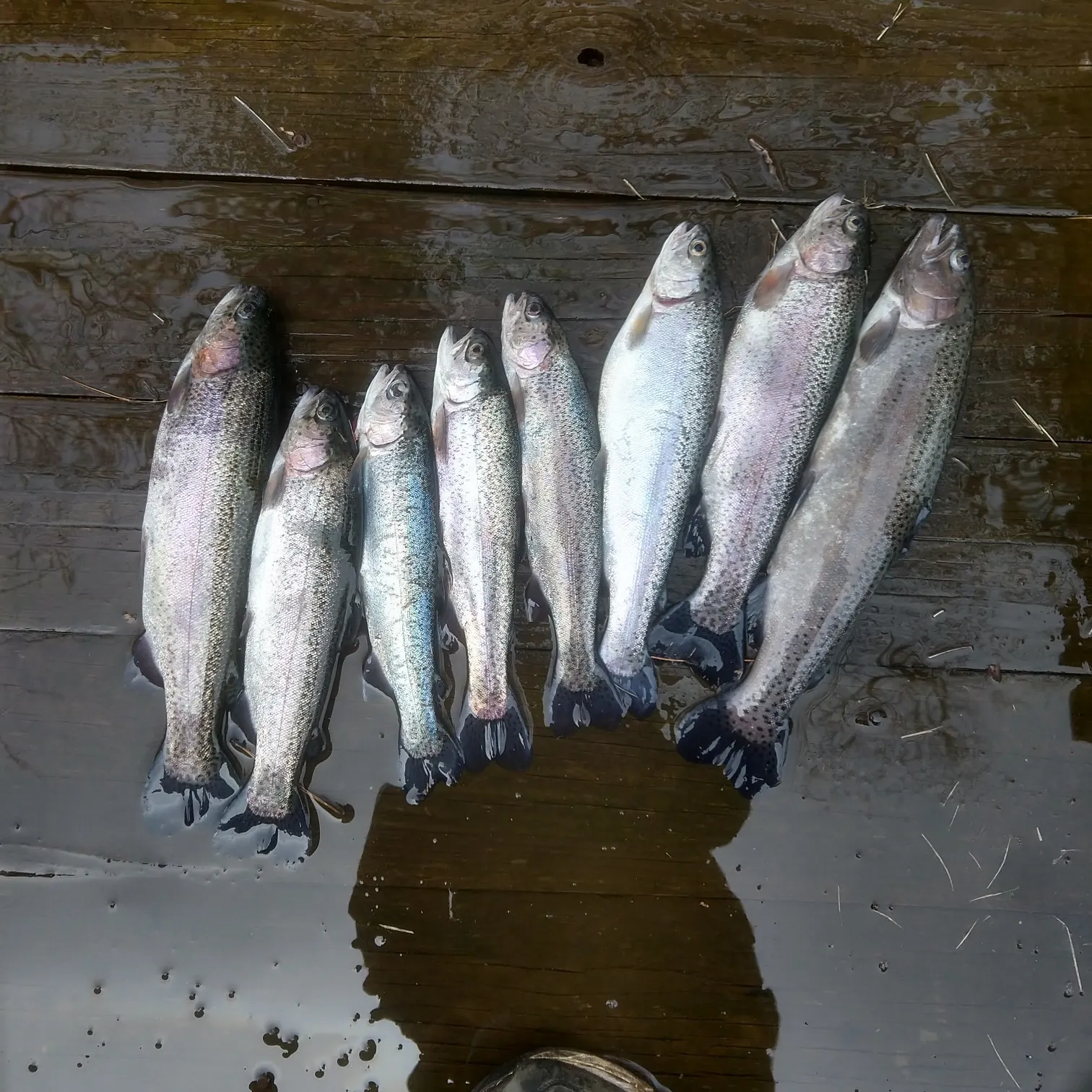 recently logged catches