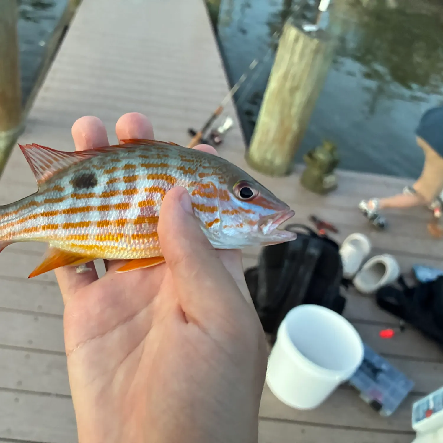 Lane snapper caught on Fishbrain