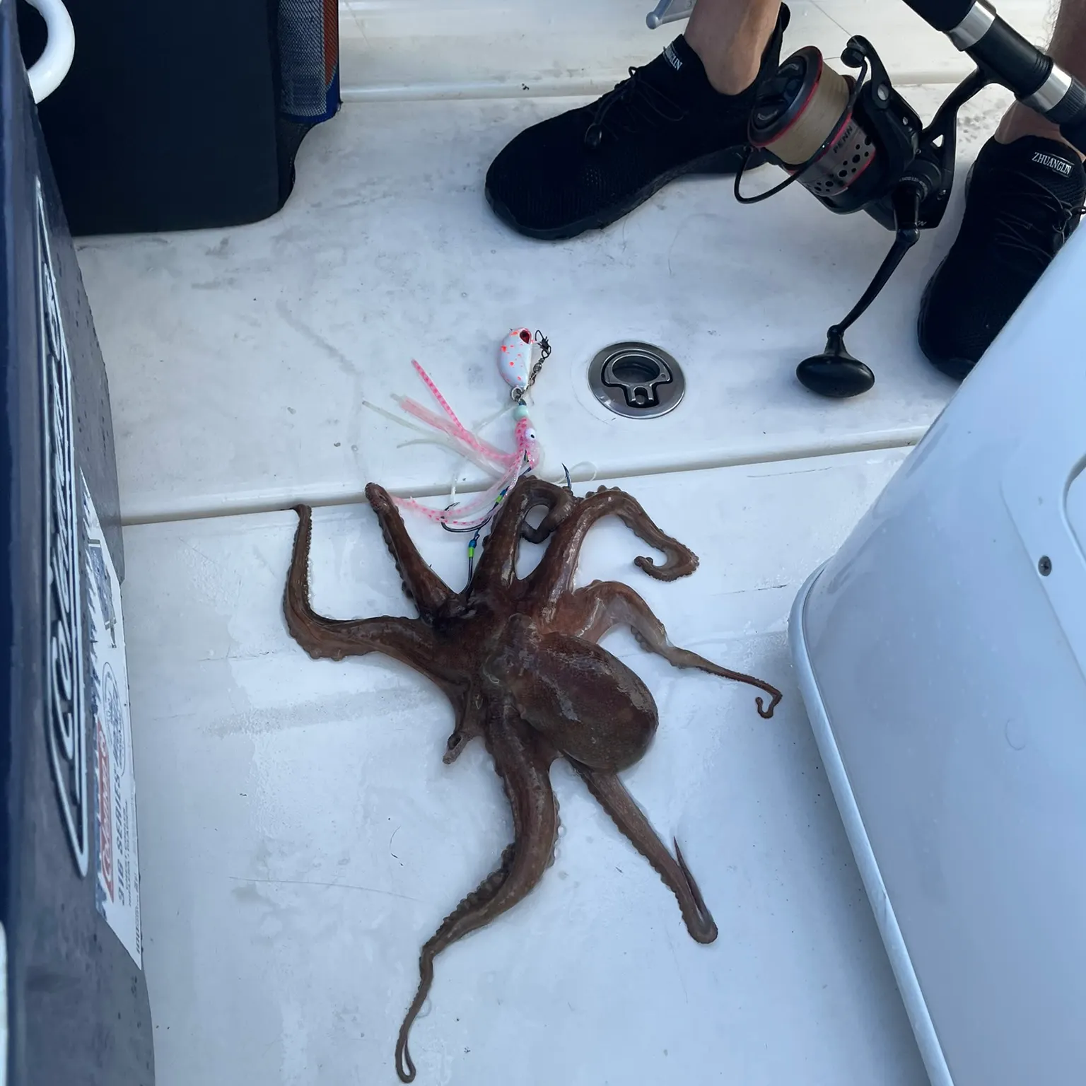 The most recent Southern calamari catches on Fishbrain
