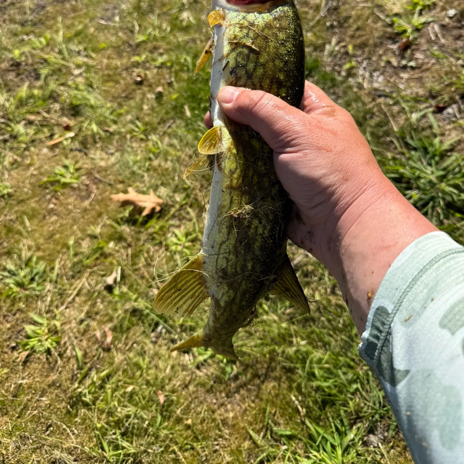 Chain pickerel caught on Fishbrain