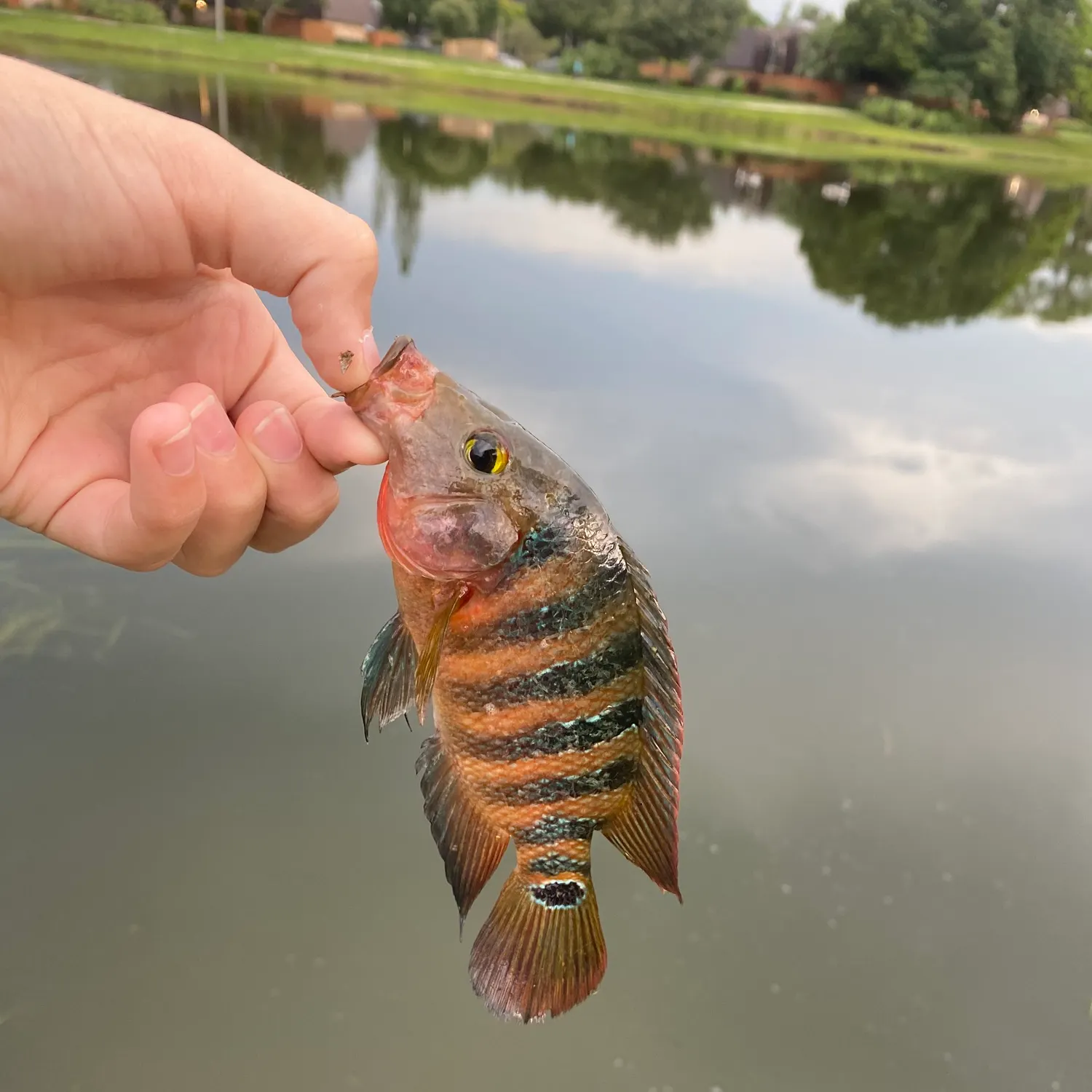 The most recent Mayan cichlid catches on Fishbrain