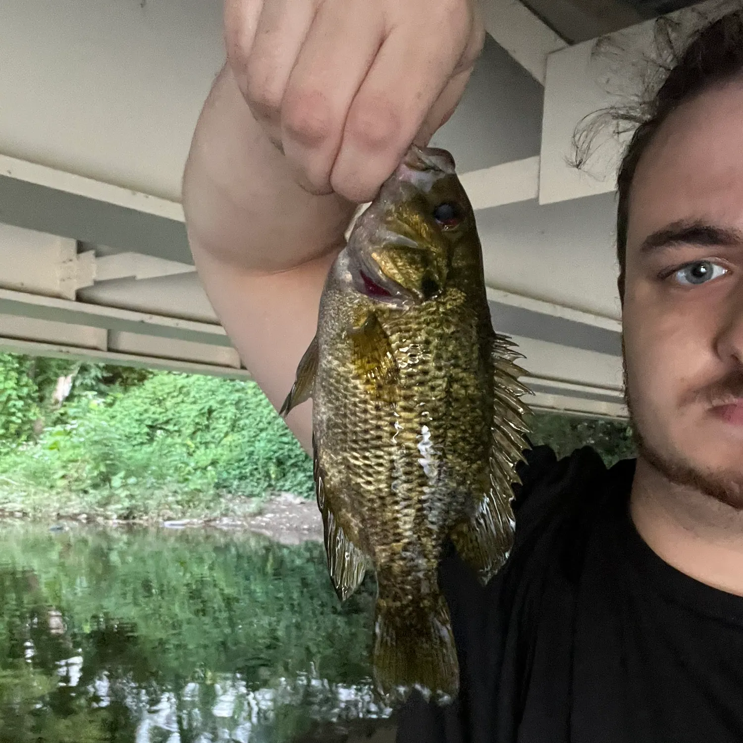 Rock bass caught on Fishbrain