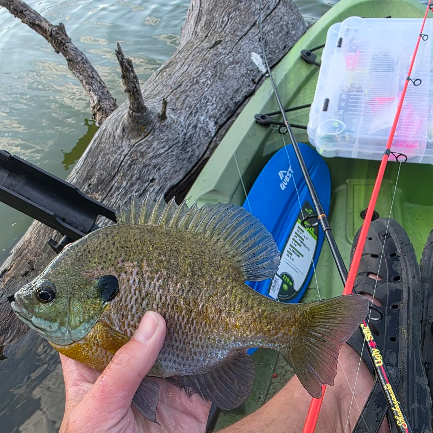 recently logged catches