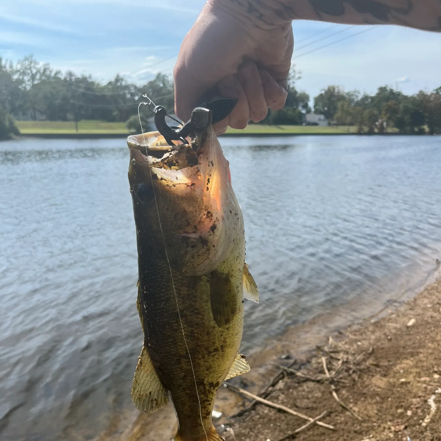 Largemouth bass caught on Fishbrain