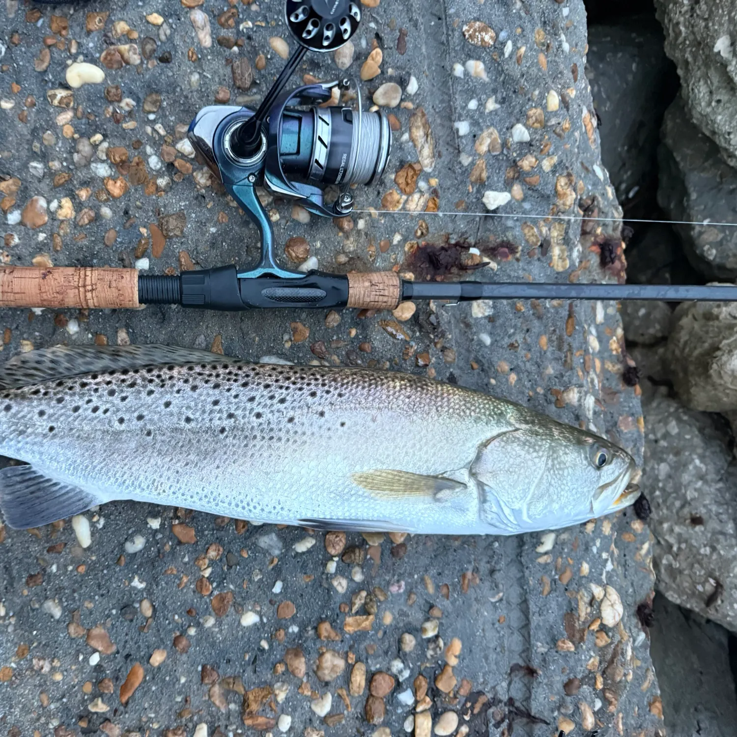 Spotted seatrout caught on Fishbrain