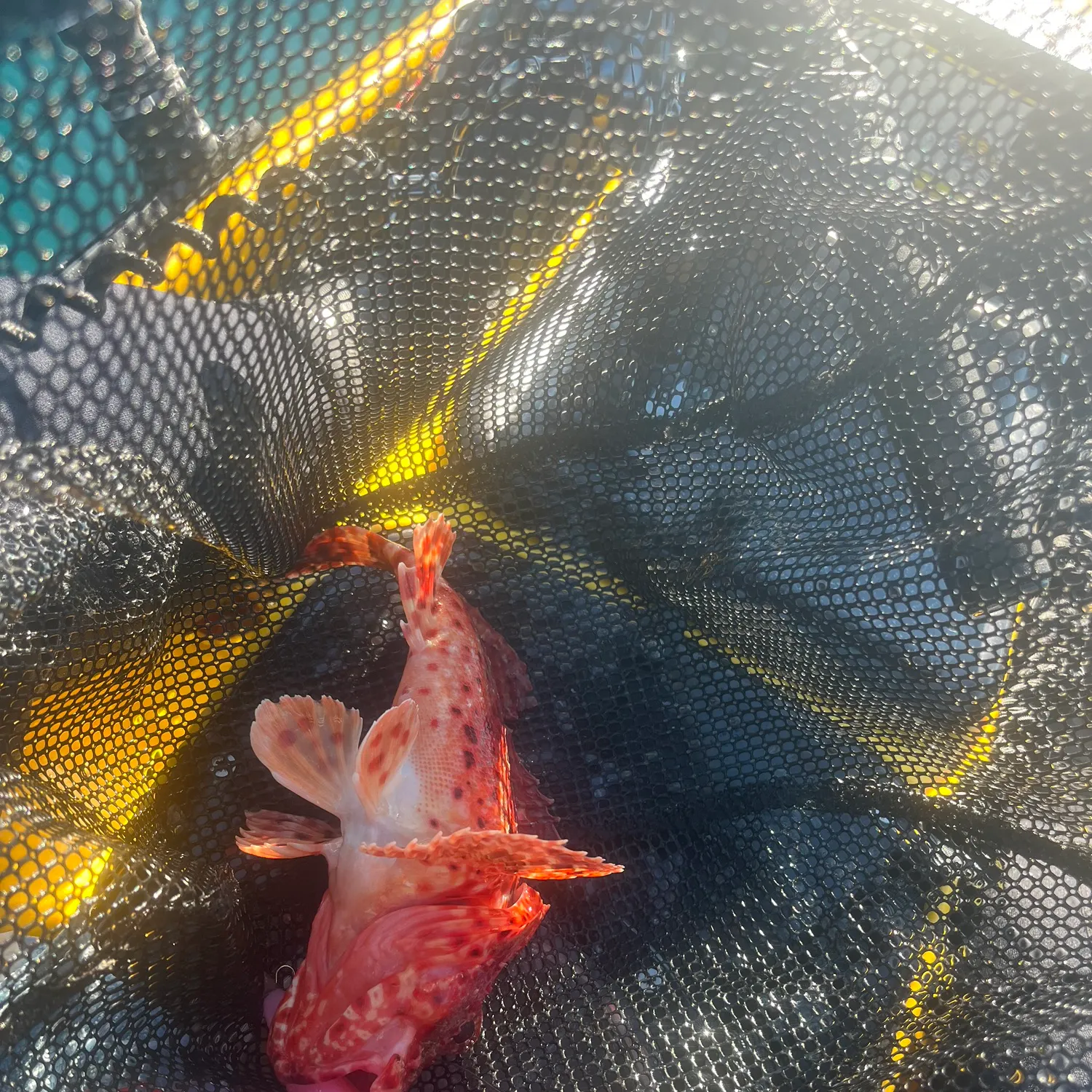 The most recent Western scorpionfish catches on Fishbrain