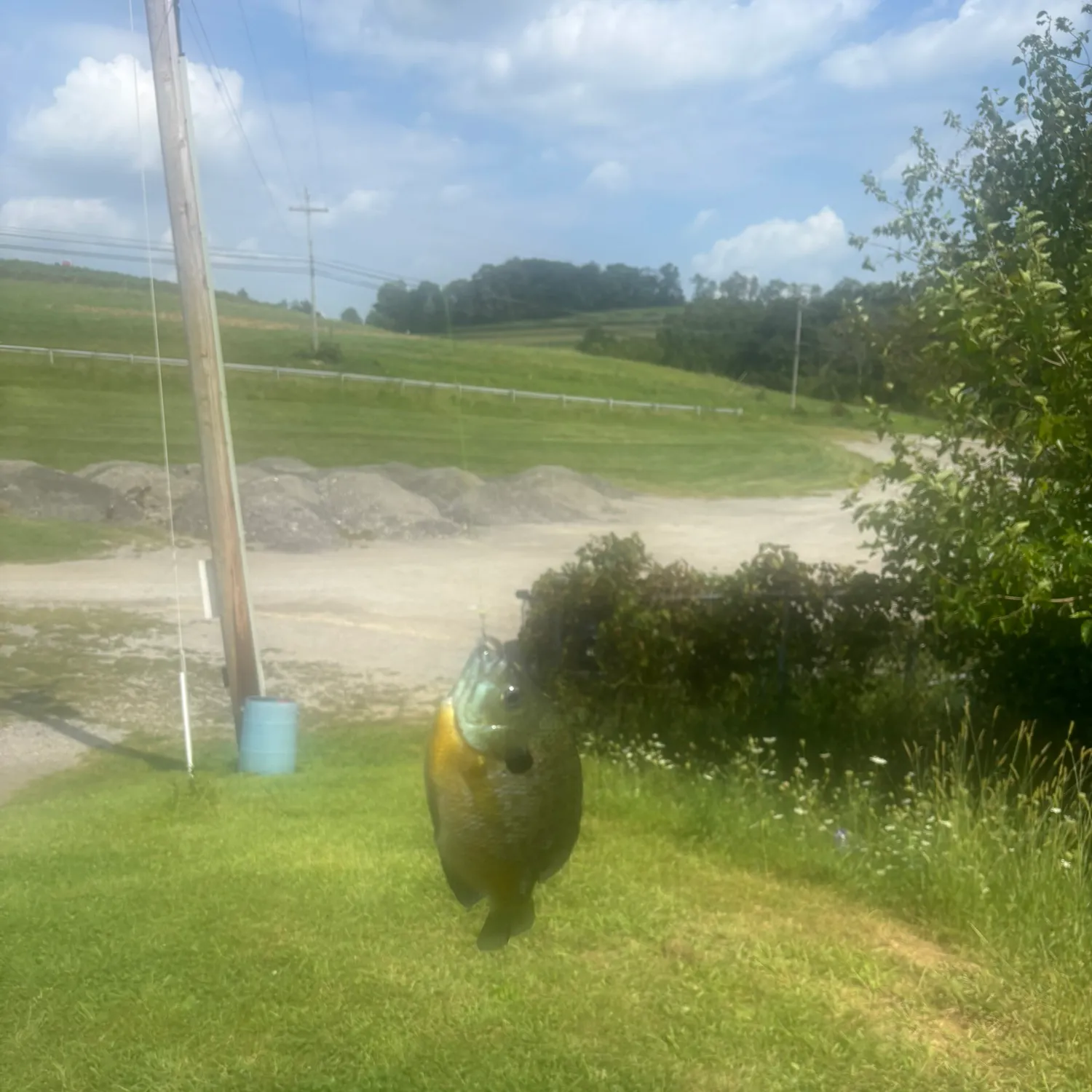 Bluegill caught on Fishbrain