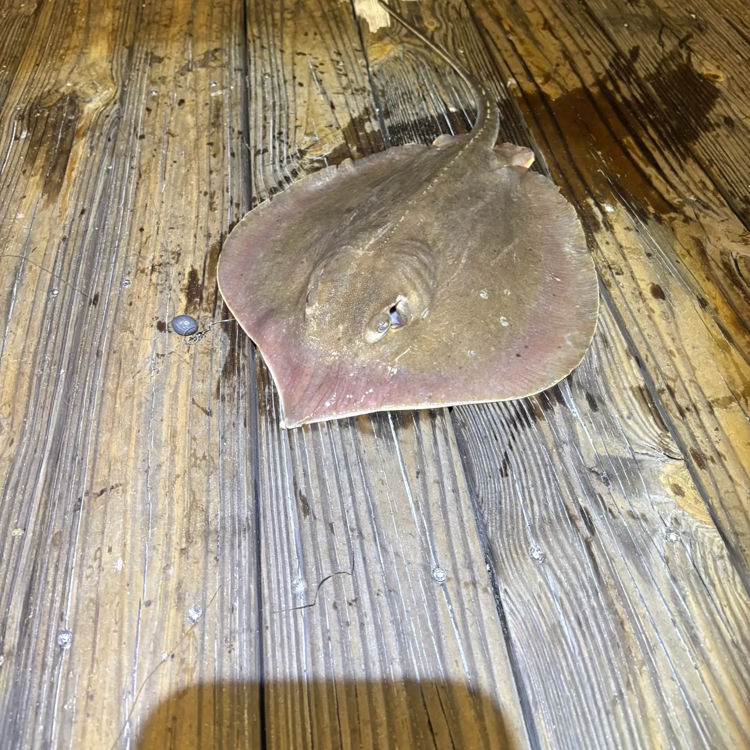 Atlantic stingray caught on Fishbrain