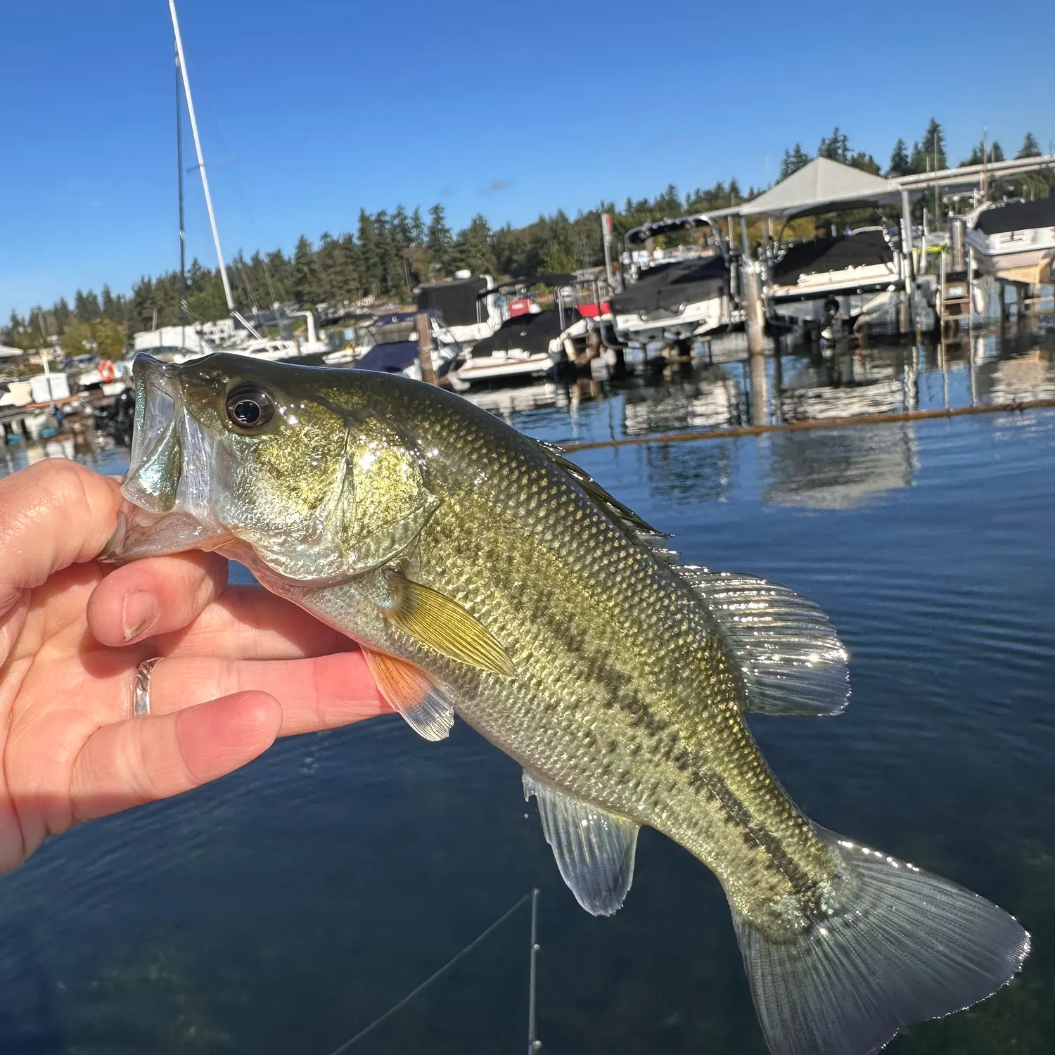 Largemouth bass caught on Fishbrain