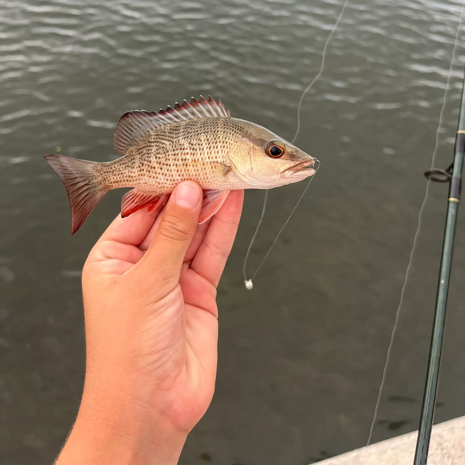 Mangrove snapper caught on Fishbrain