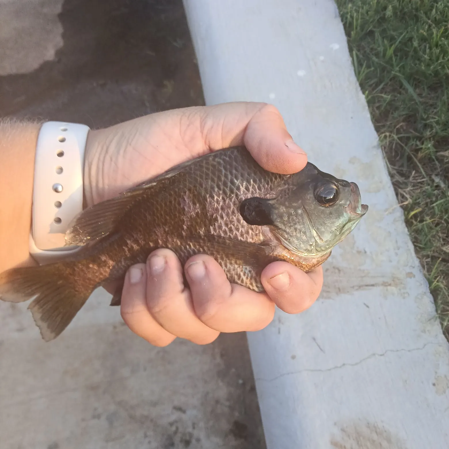 Bluegill x longear sunfish caught on Fishbrain