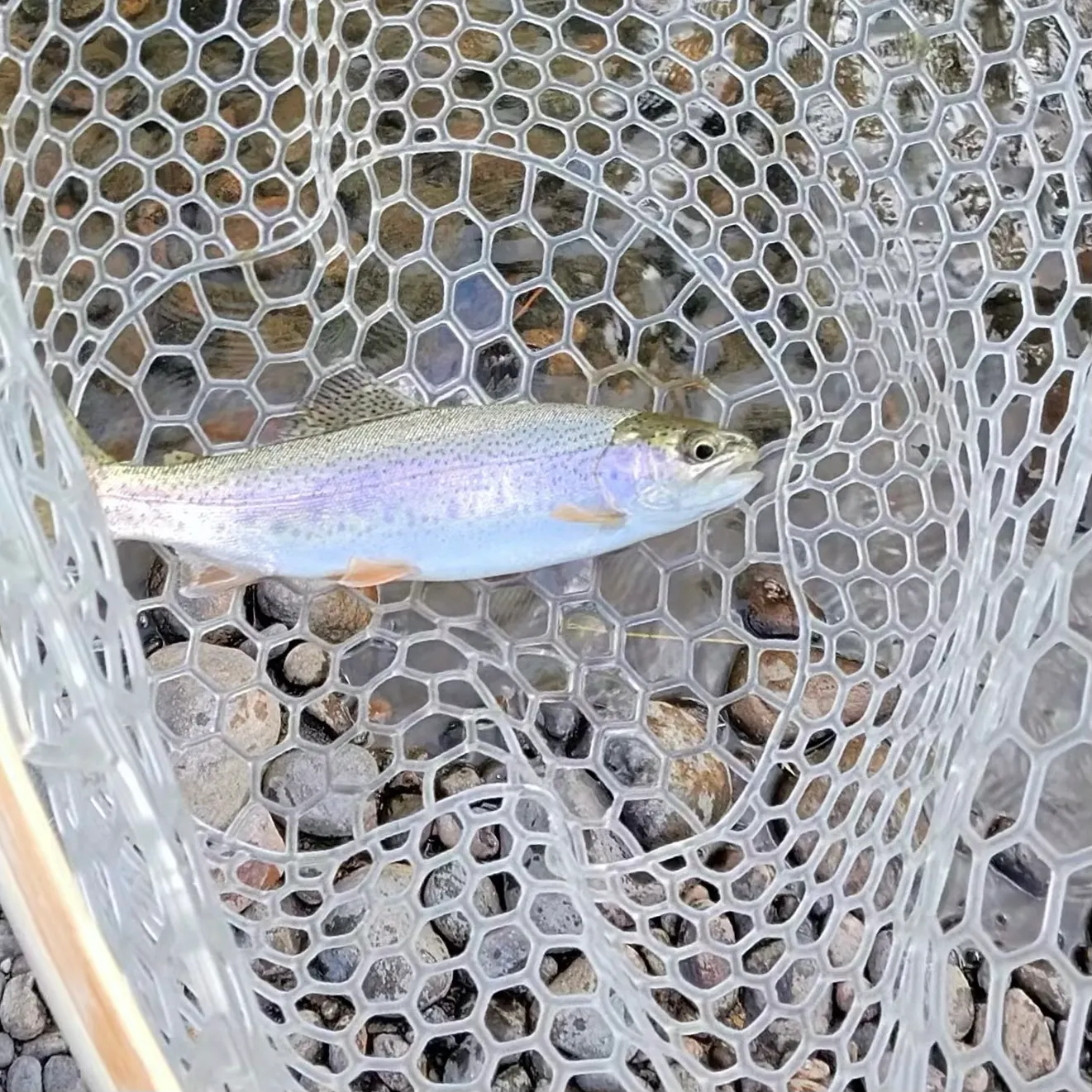 Rainbow trout caught on Fishbrain