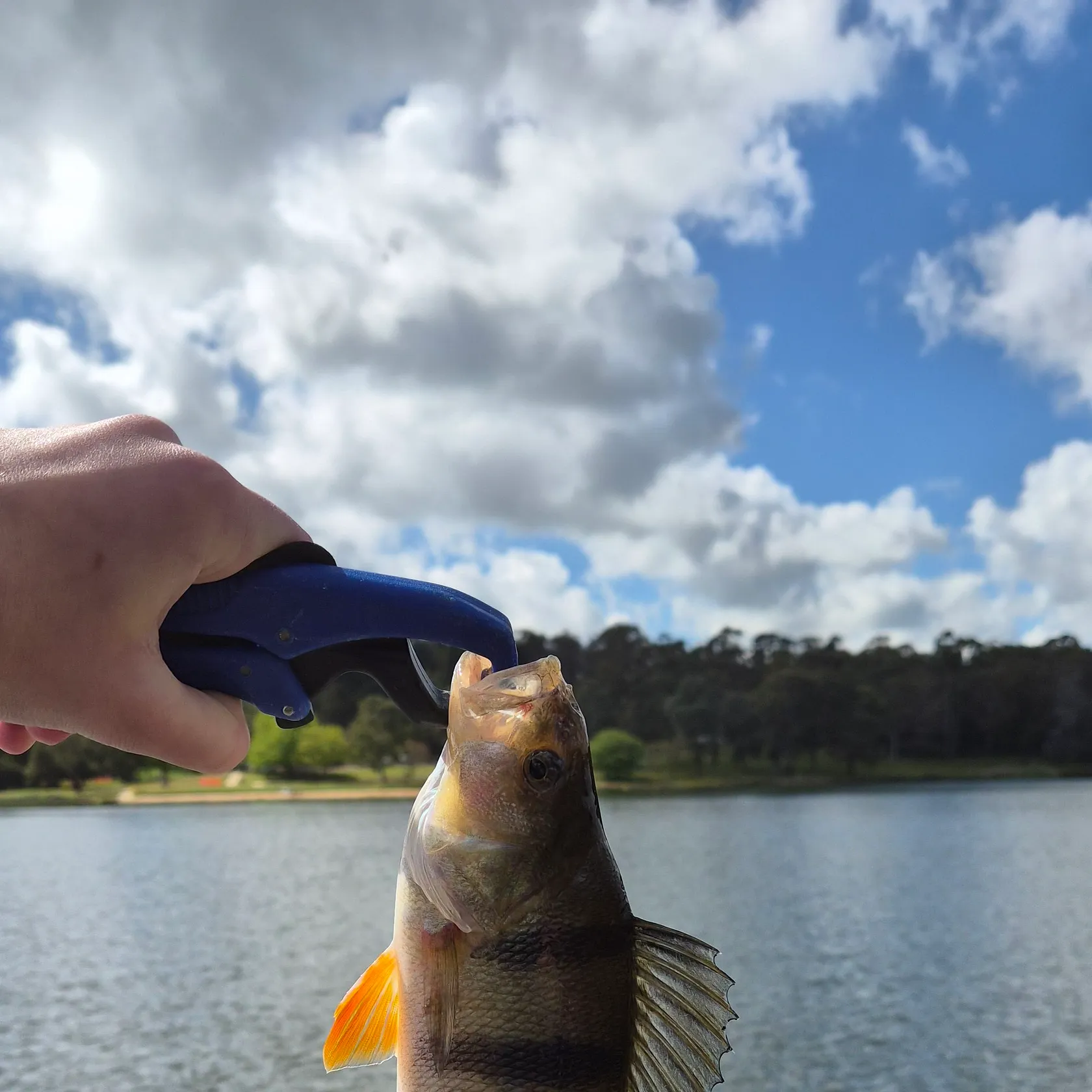 European perch caught on Fishbrain
