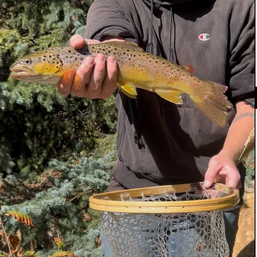 Brown trout caught on Fishbrain