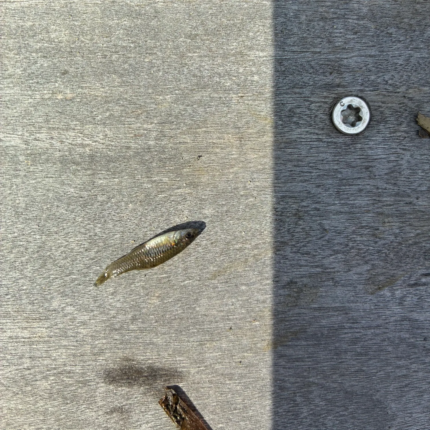 The most recent Ozark minnow catches on Fishbrain
