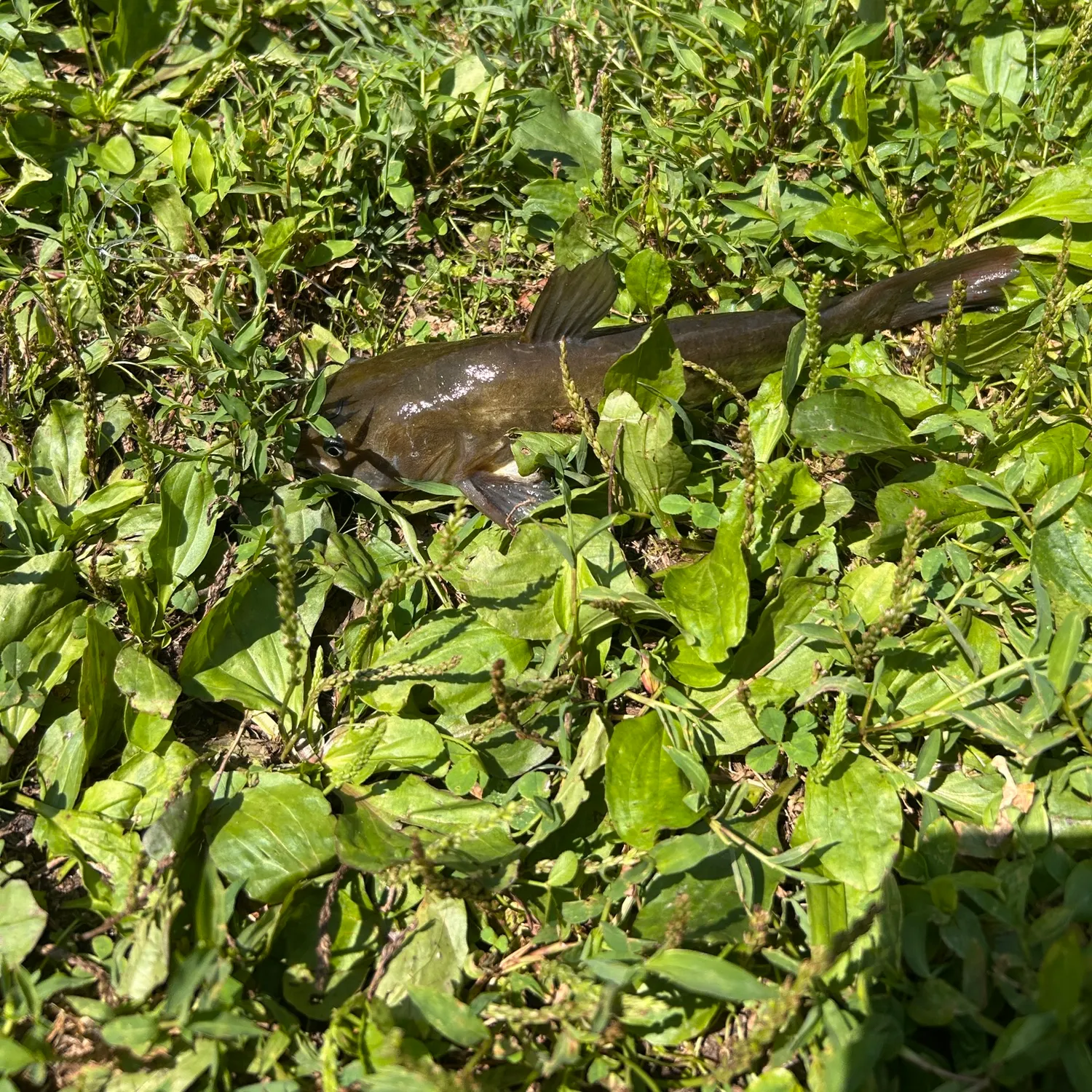 Channel catfish caught on Fishbrain