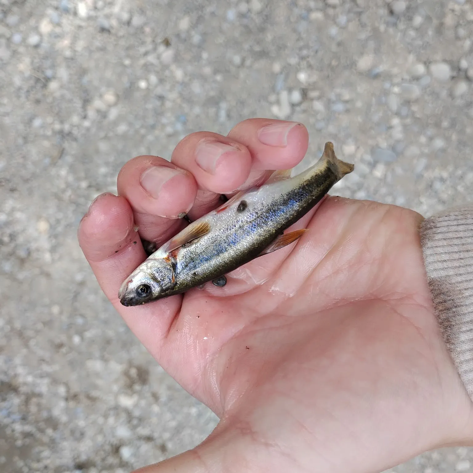 The most recent Northern leatherside chub catches on Fishbrain