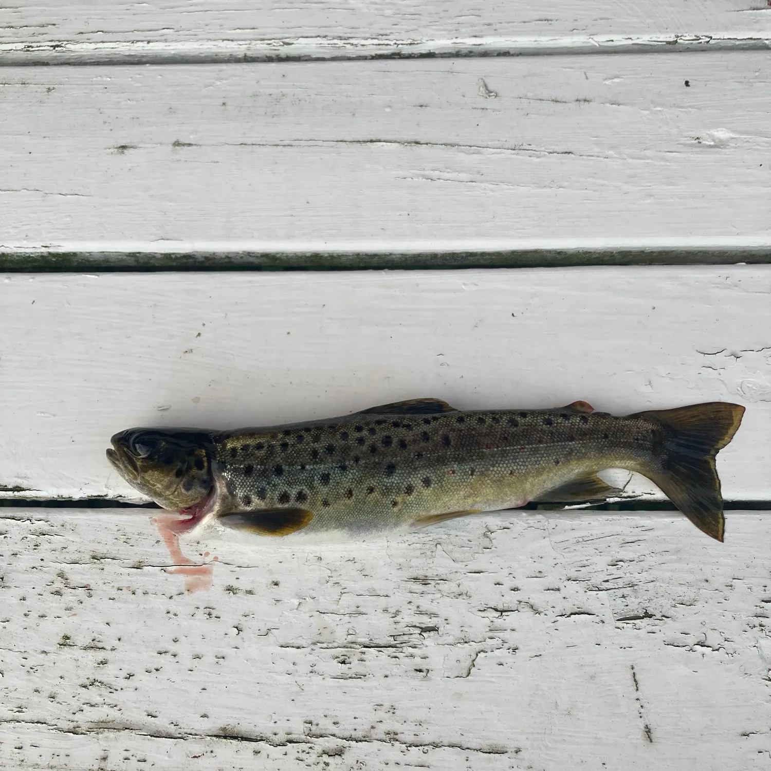 Brown trout caught on Fishbrain
