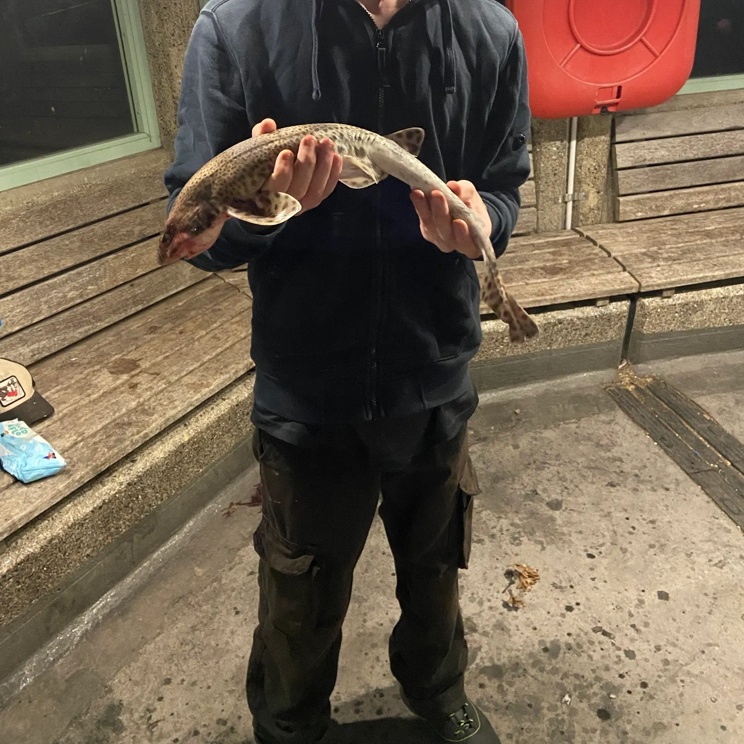 Lesser spotted dogfish caught on Fishbrain