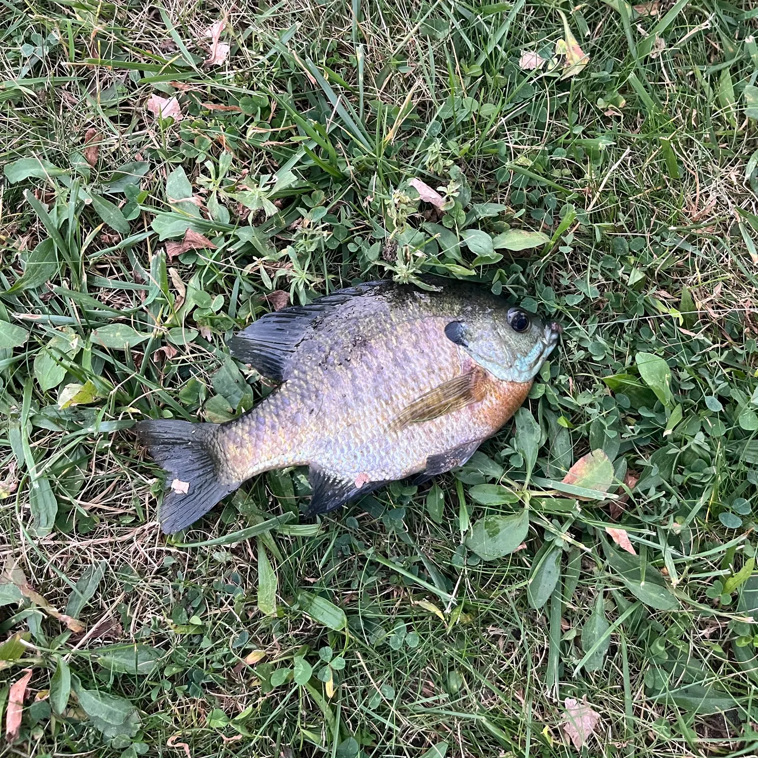 Bluegill caught on Fishbrain