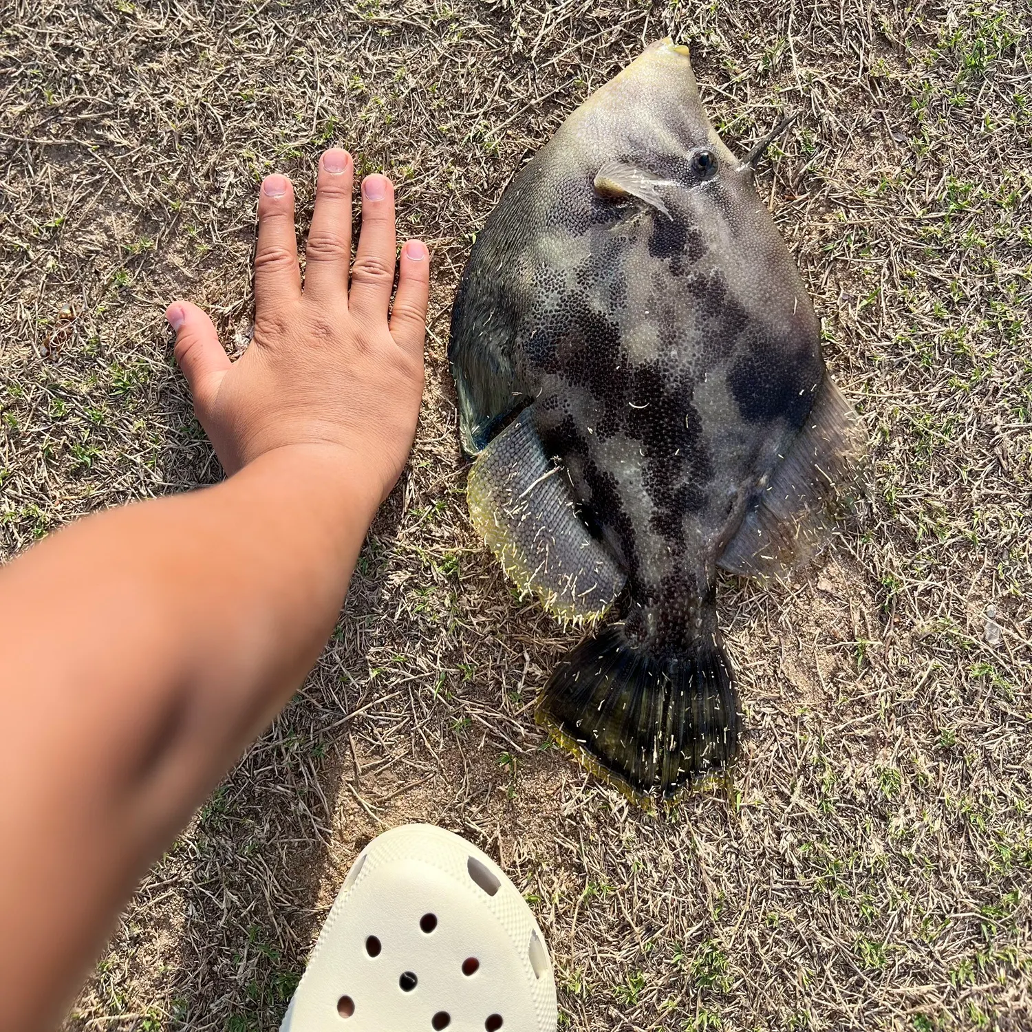 The most recent Fan-bellied leatherjacket catches on Fishbrain