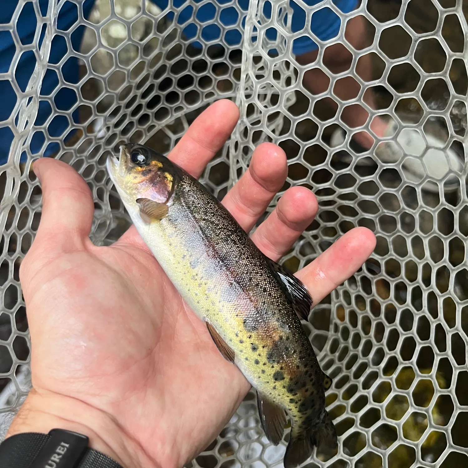 Rainbow trout caught on Fishbrain