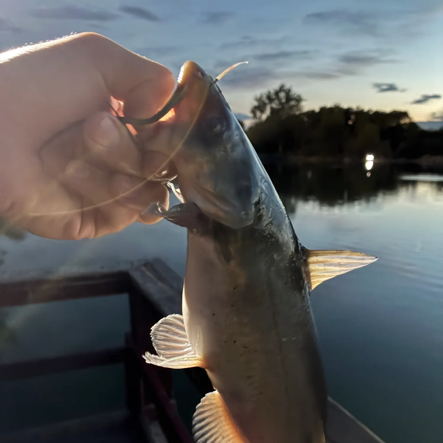 catch