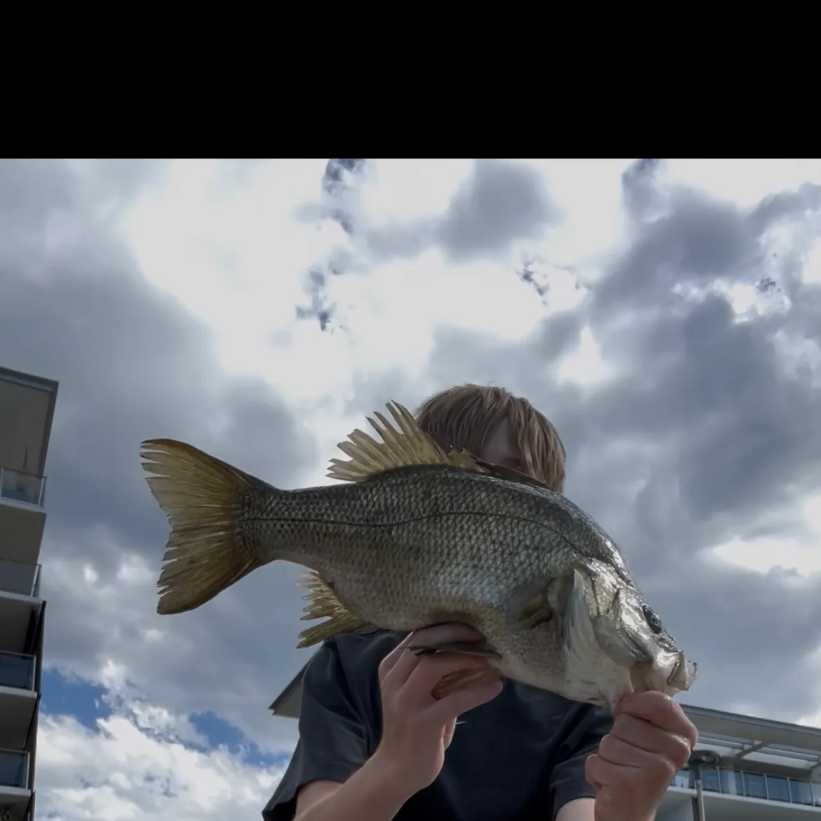 The most recent Estuary perch catches on Fishbrain