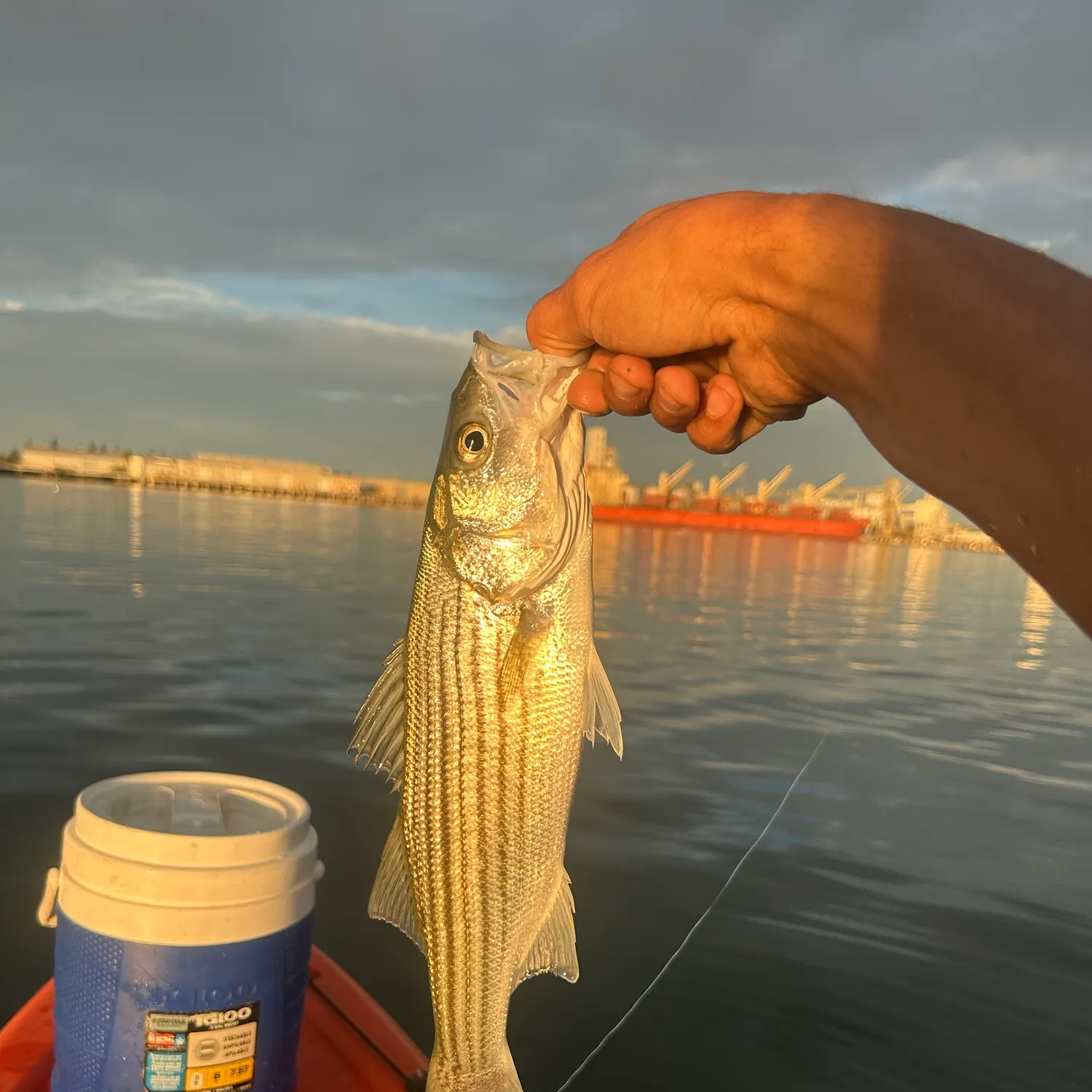 Striped bass caught on Fishbrain